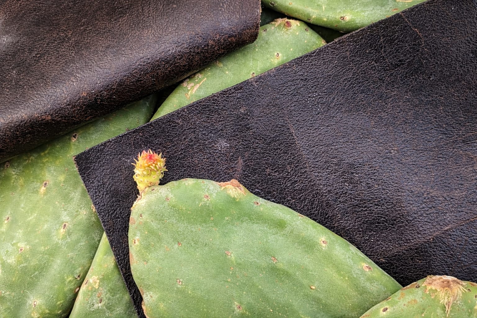 Cactus material transformation